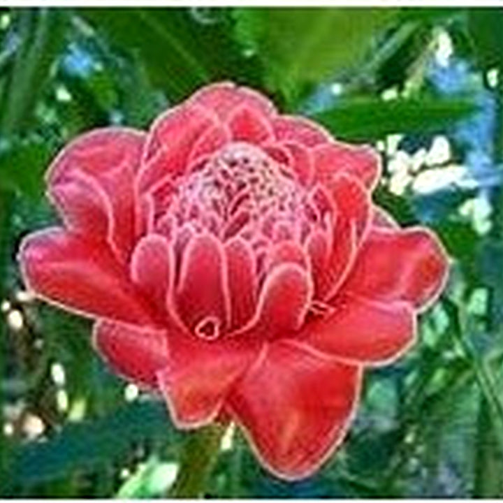Heirloom Red Etlingera Elatior Flower Seeds for Planting [neera-v5-1e1d5b98c2f49decffc9]