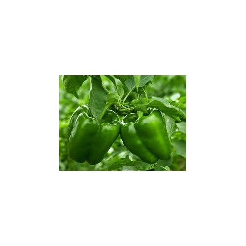 Green Plaza Pepper Vegetable Seeds for Planting [neera-v5-1e202ca4dd212a939dea]