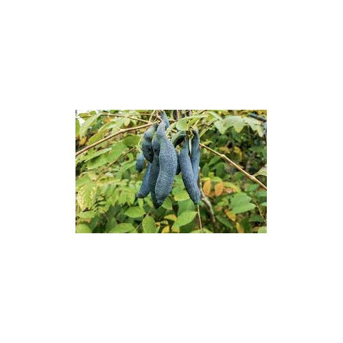 Sky Blue Cucumber Vegetable Seeds for Planting [neera-v5-1e23fe85a656b0b202e5]