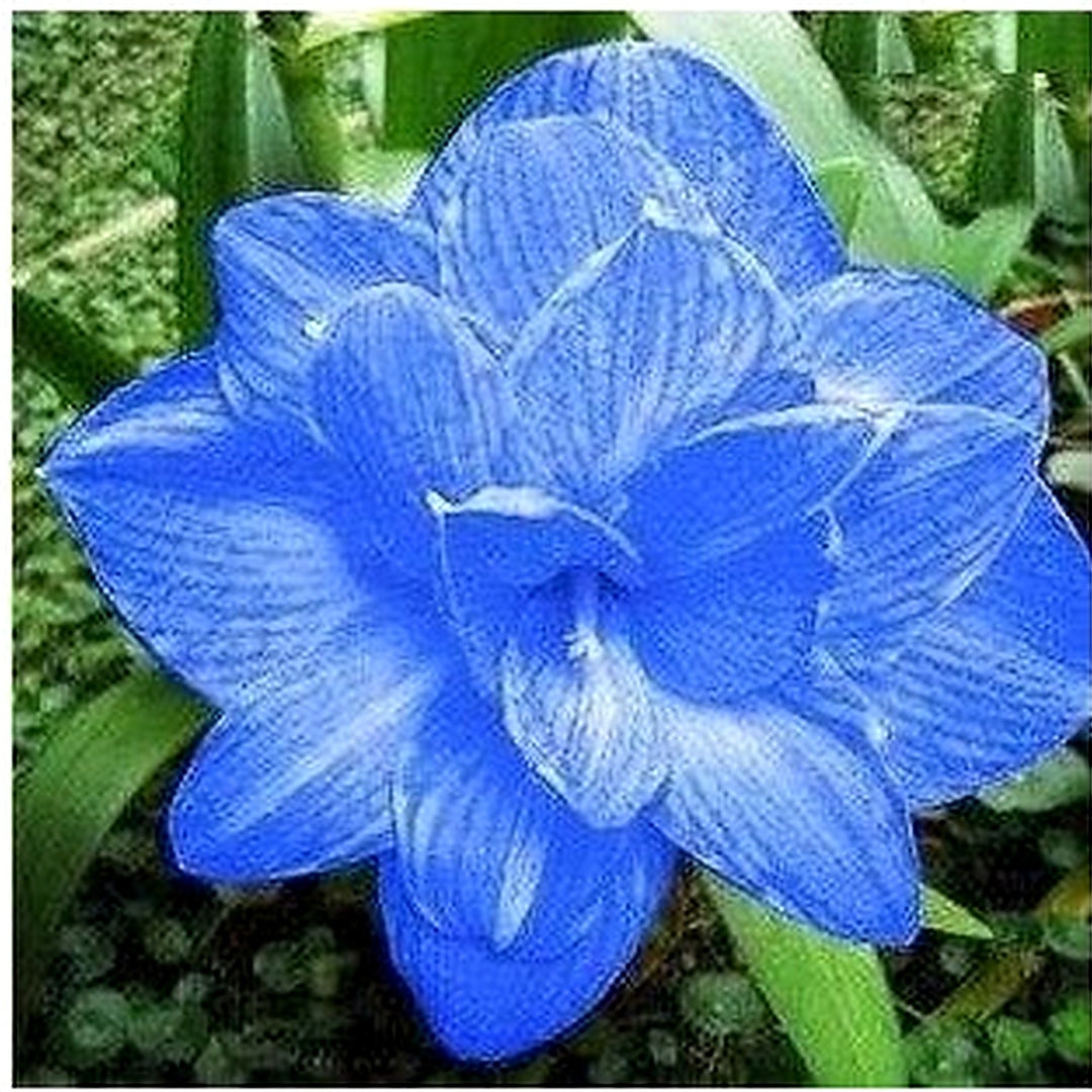 Light Blue Amaryllis Flower Seeds for Planting [neera-v5-1e42974df80dea78d1a8]
