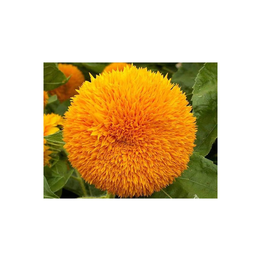 Sun Gold Helianthus Annuus Sunflower For Planting Bright Easy To Grow Garden Blooms Flower Seeds [neera-v5-1e557f25b82606e63d45]