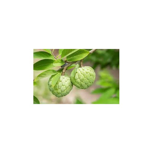Green Custard Apple Fruit Seeds for Planting [neera-v5-1e7fe124f55e977d80fe]