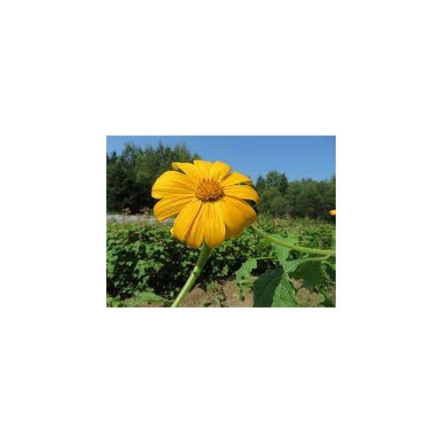 Yellow Torch Mexican Sunflower Seeds (Tithonia) for Planting [neera-v5-1e90526a555ed431de84]