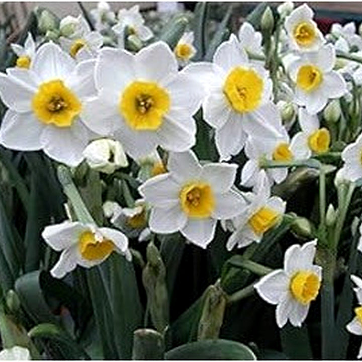 White Yellow Narcissus Flower Seeds [neera-v5-1ea0a0450acba80288e3]