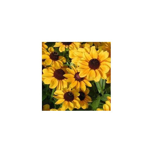 Rudbeckia hirta ‘Toto’ Black-Eyed Susan Seeds for Planting [neera-v5-1ea133c46949536b53d1]