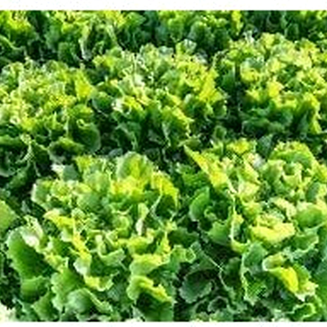 Endive Escarole Vegetable Seeds for Planting [neera-v5-1eadf0e8114cf6c75740]
