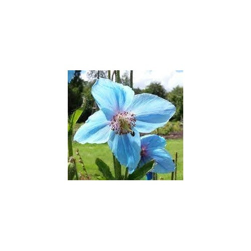 Blue Heirloom Meconopsis Betonicifolia Flower For Garden Planting Non Gmo Himalayan Poppy Blooms [neera-v5-1eb124cfc18b8f51cb0b]