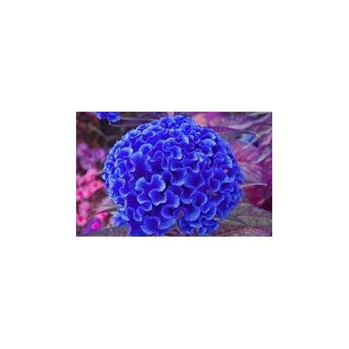 Blue Cockscomb Flower Seeds for Planting [neera-v5-1eb56fc15d4dd7b07775]