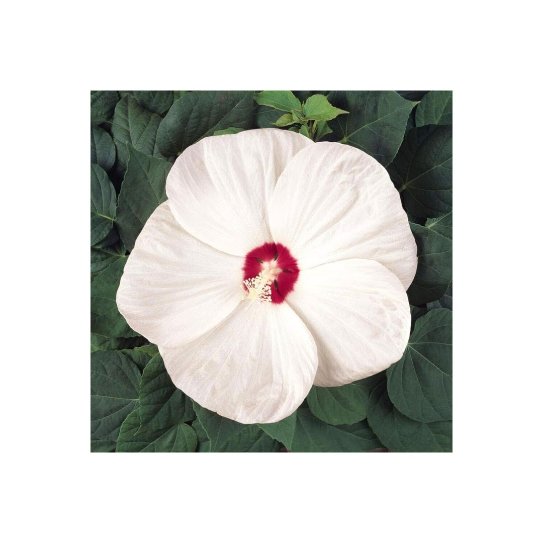 White Rose Hibiscus Hibiscus Arnottianus Flower For Backyard Gardening And Hedge Planting Flower [neera-v5-1eb60b89c99f983890a1]