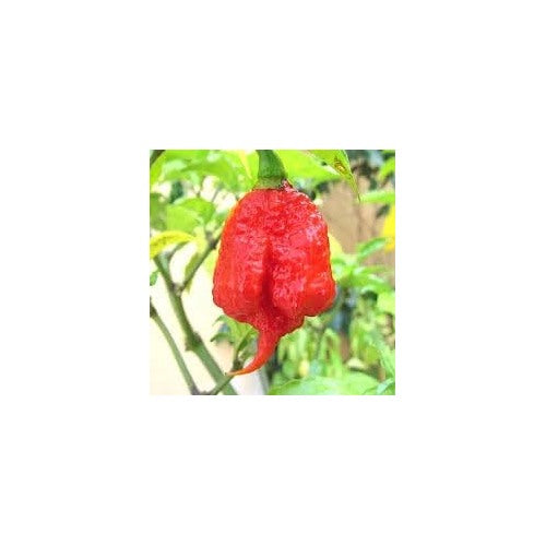 Heirloom Non-GMO Trinidad Hot Pepper Vegetable Seeds for Planting [neera-v5-1eba07467dde7058aeac]