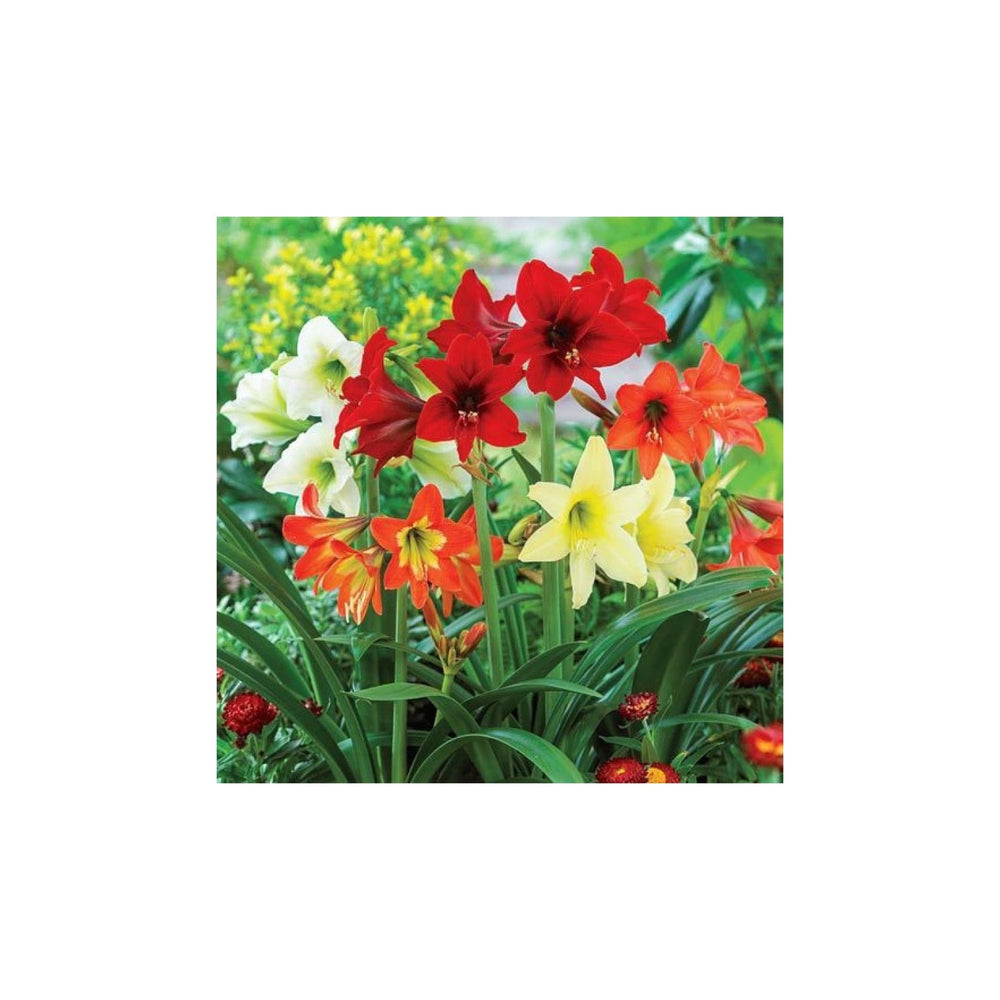 Green Red Hippeastrum Flower For Planting Non Gmo Flower Seeds for Home Garden Planting, Blooming [neera-v5-1ebb3d0500c77c2e9839]