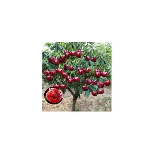 Rainier Sour Cherry Fruit Seeds for Planting [neera-v5-1ec8464c338d216c1c21]