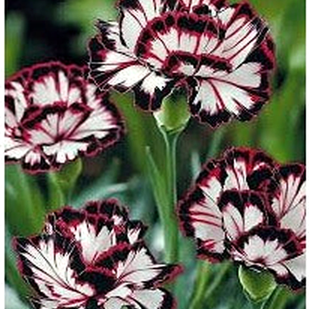 Heirloom Non-GMO Maroon White Carnation Flower Seeds for Planting [neera-v5-1ed2301fb2a284ecaf4b]