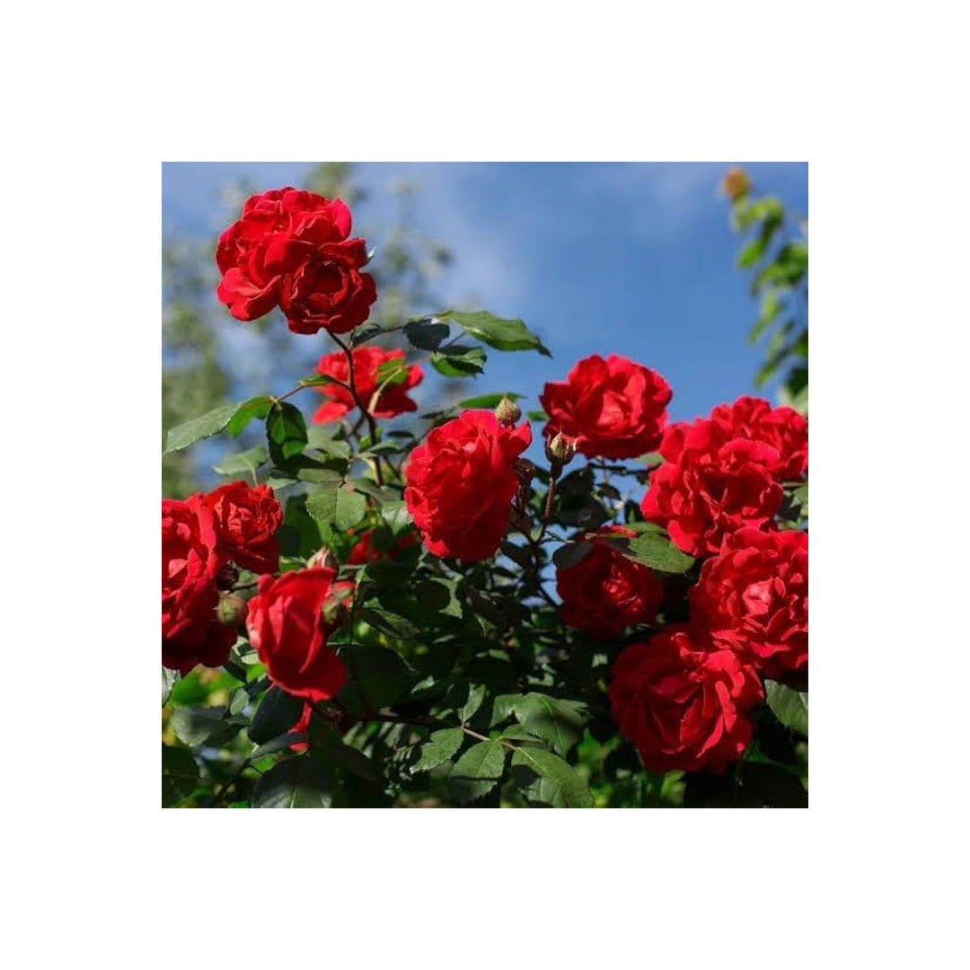 Rose Rosa Hybrida Flower Tree For Planting In Bonsai Style Flower Seeds for Home Garden Planting, [neera-v5-1ed387a43e4d5a936c72]