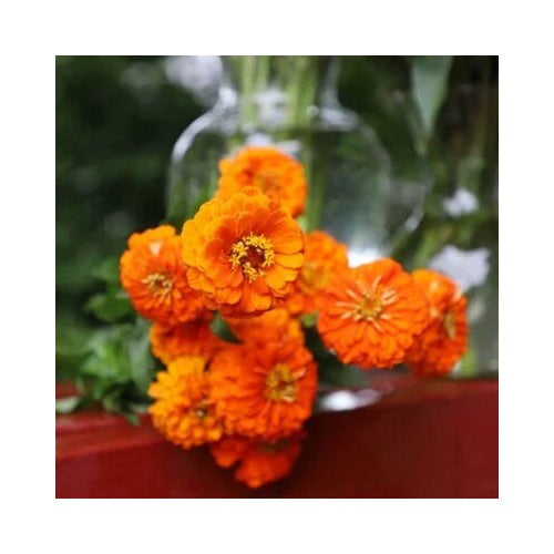Orange Zinnia Planting Queeny Pure Cut Flower Heirloom Non Gmo Easy To Grow Annual Blooms [neera-v5-1ed6be43cb3d995fad75]