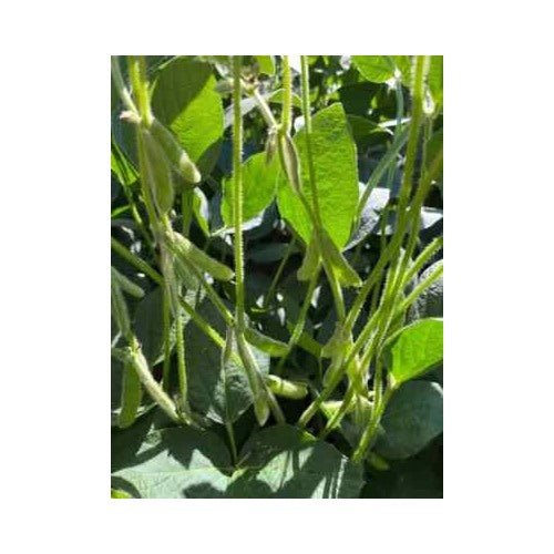 Lb age Soybeans Wildlife age Cover Crop Deer Food Plot Heirloom Non Gmo Flower Seeds Home [neera-v5-1ed83a881adb56354327]