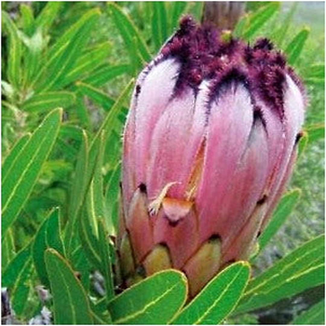 Pink Neriifolia Flower Seeds for Planting [neera-v5-1ef244e5fa8047cc4f45]