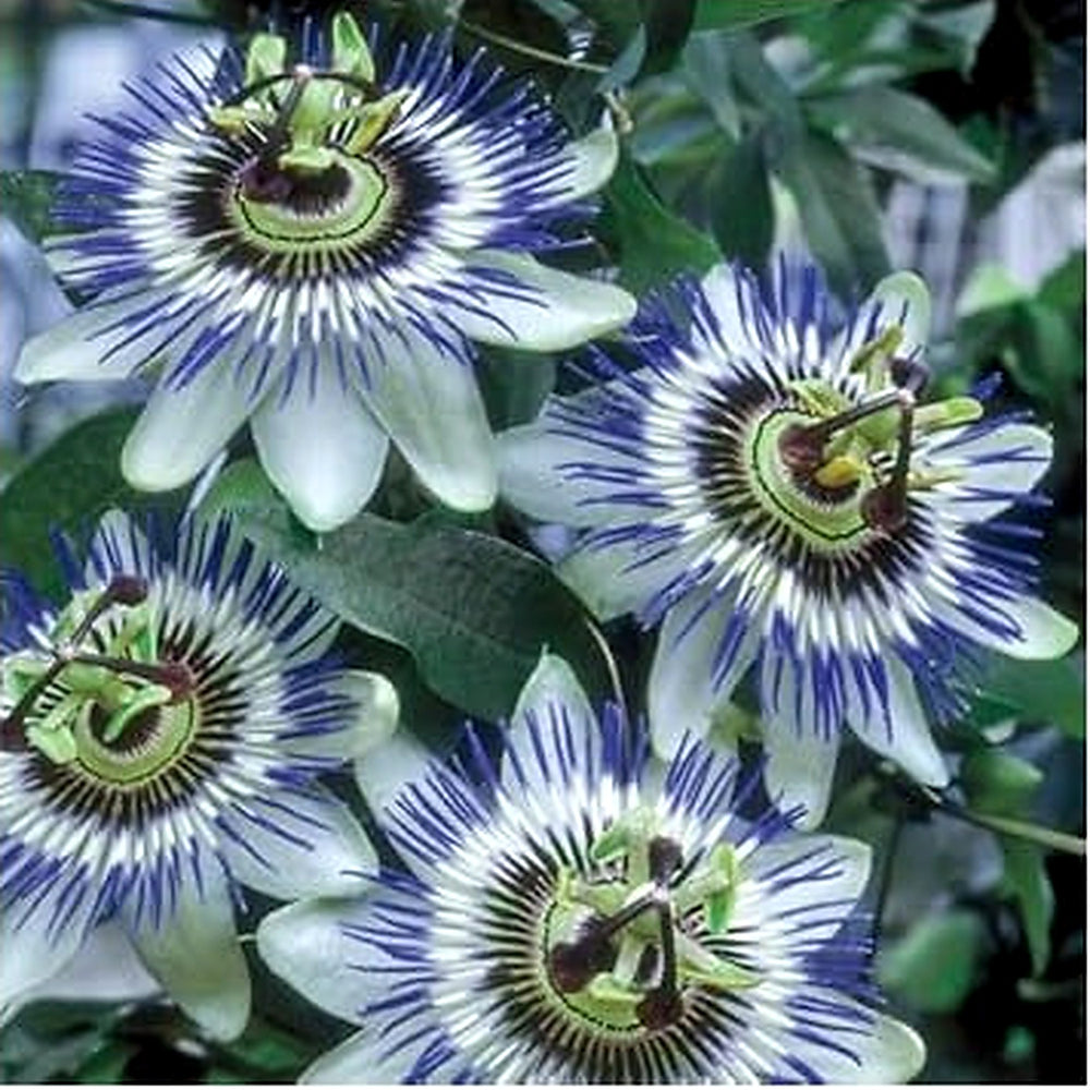 Passiflora Flower Seeds for Planting [neera-v5-1ef9c562b7aa6034386b]