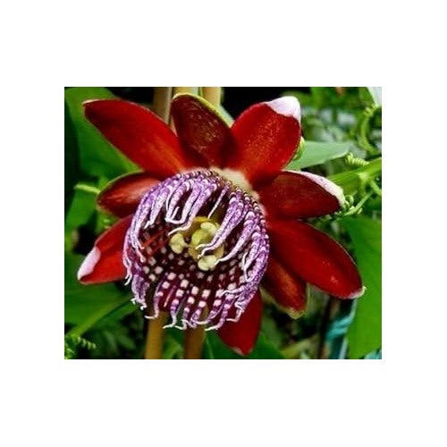 Organic Heirloom Red Passion Flower Seeds [neera-v5-1efa6b9803b32626a523]