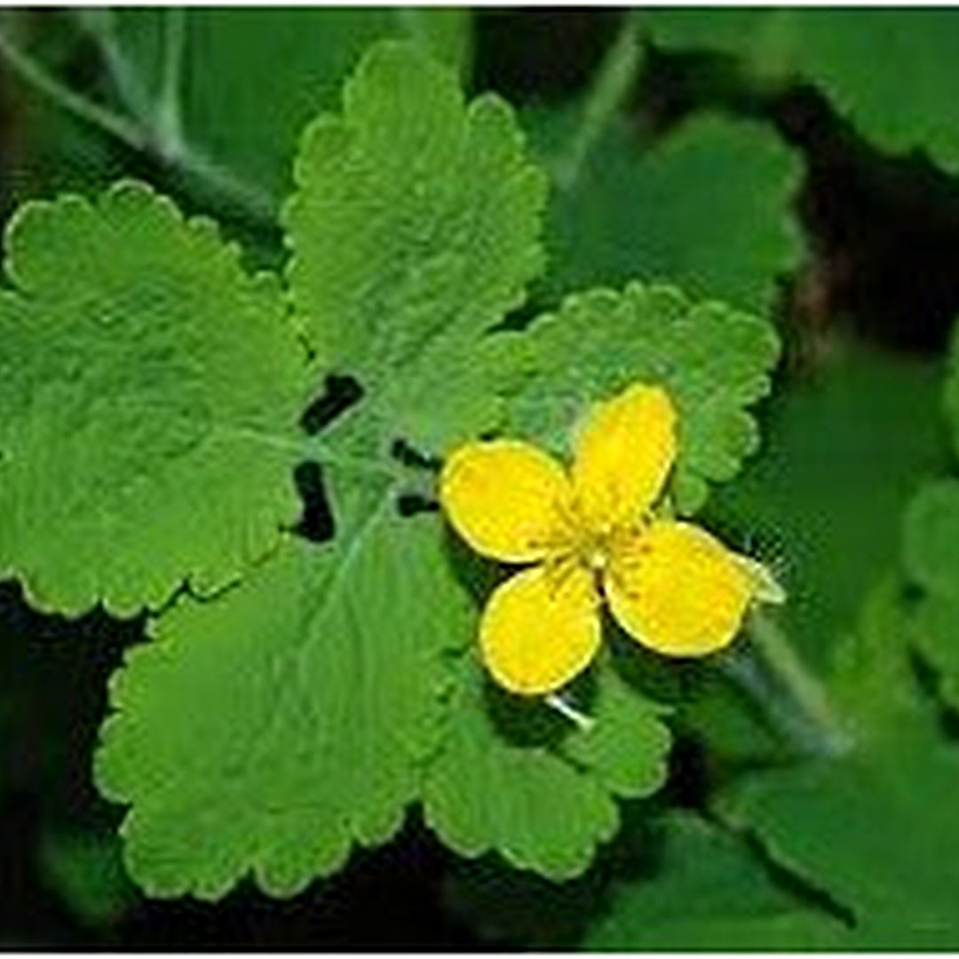 Greater Celandine Seeds (Chelidonium majus) for Planting [neera-v5-1f0667c03b19a061a612]