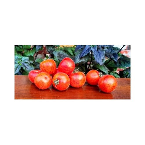 Peach Tomato Elbertas Beautiful Tasty Rich In Vitamins And Antioxidants Heirloom Non Gmo Fragrant [neera-v5-1f08b169372c3b7e0824]