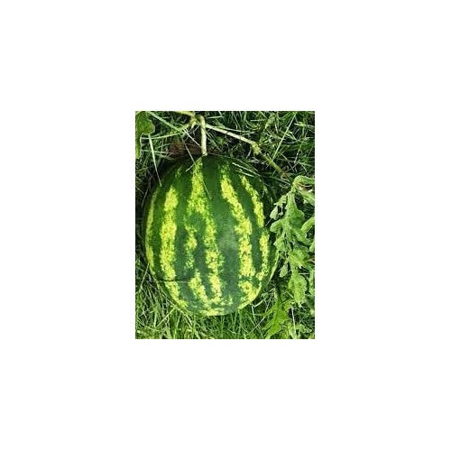 Klondike Striped Blue Ribbon Watermelon Seeds for Planting [neera-v5-1f176bf6e985744a49e8]