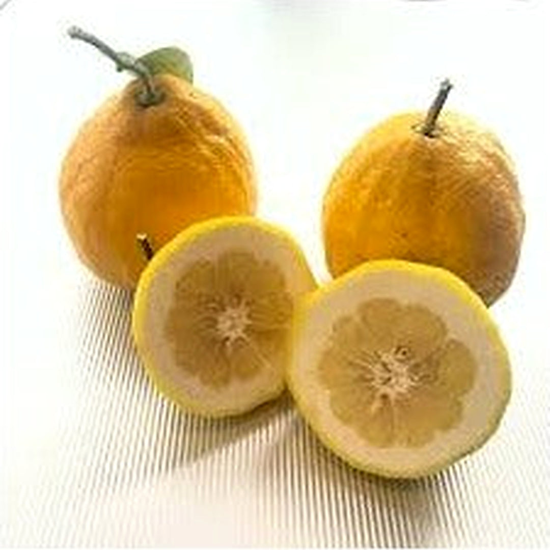 Ponderosa Lemon Fruit Seeds for Planting [neera-v5-1f28140cc185c802b63a]