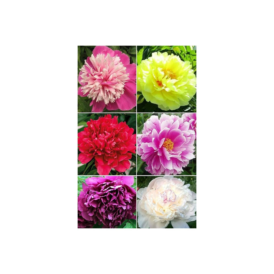 Peony Paeonia Lactiflora Flower For Planting In Backyard Flower Beds Home Garden Flower Seeds [neera-v5-1f41bc3491899d03f195]