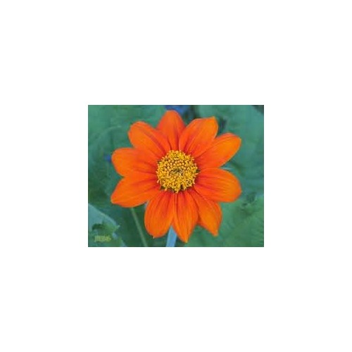 Orange Mini Sunflower Seeds for Planting [neera-v5-1f4428b3b87d926c5b15]