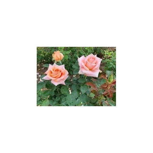 Peach Rose Flower Seeds for Planting [neera-v5-1f4ccee0e47b4776cfb5]