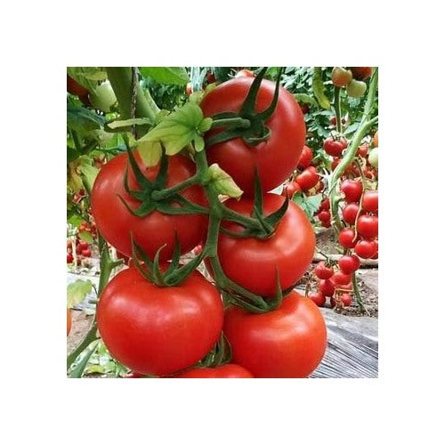 Giant Monster Red Tomato Seeds for Planting [neera-v5-1f4f36bf7a7b6e990df2]