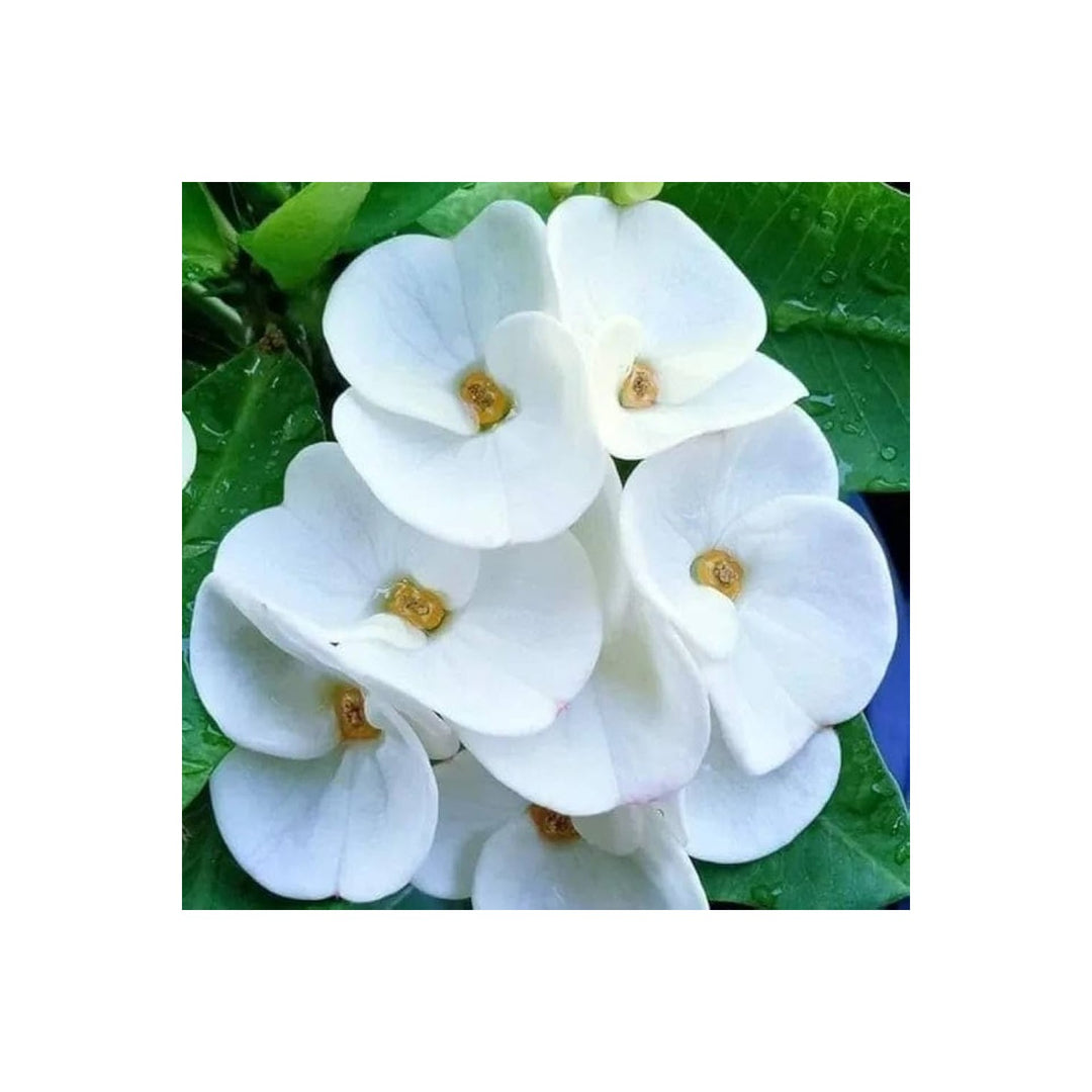 White Heirloom Euphorbia Milii Flower For Planting Non Gmo Flower Seeds for Home Garden Planting, [neera-v5-1f4ff1dfbf5831dd4e15]