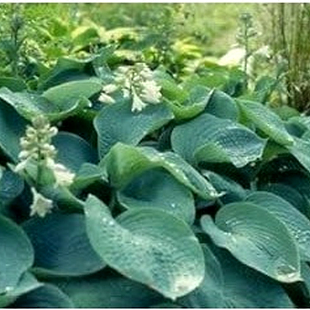 Sieboldiana Plant Seeds [neera-v5-1f5ed007d264b42100a3]