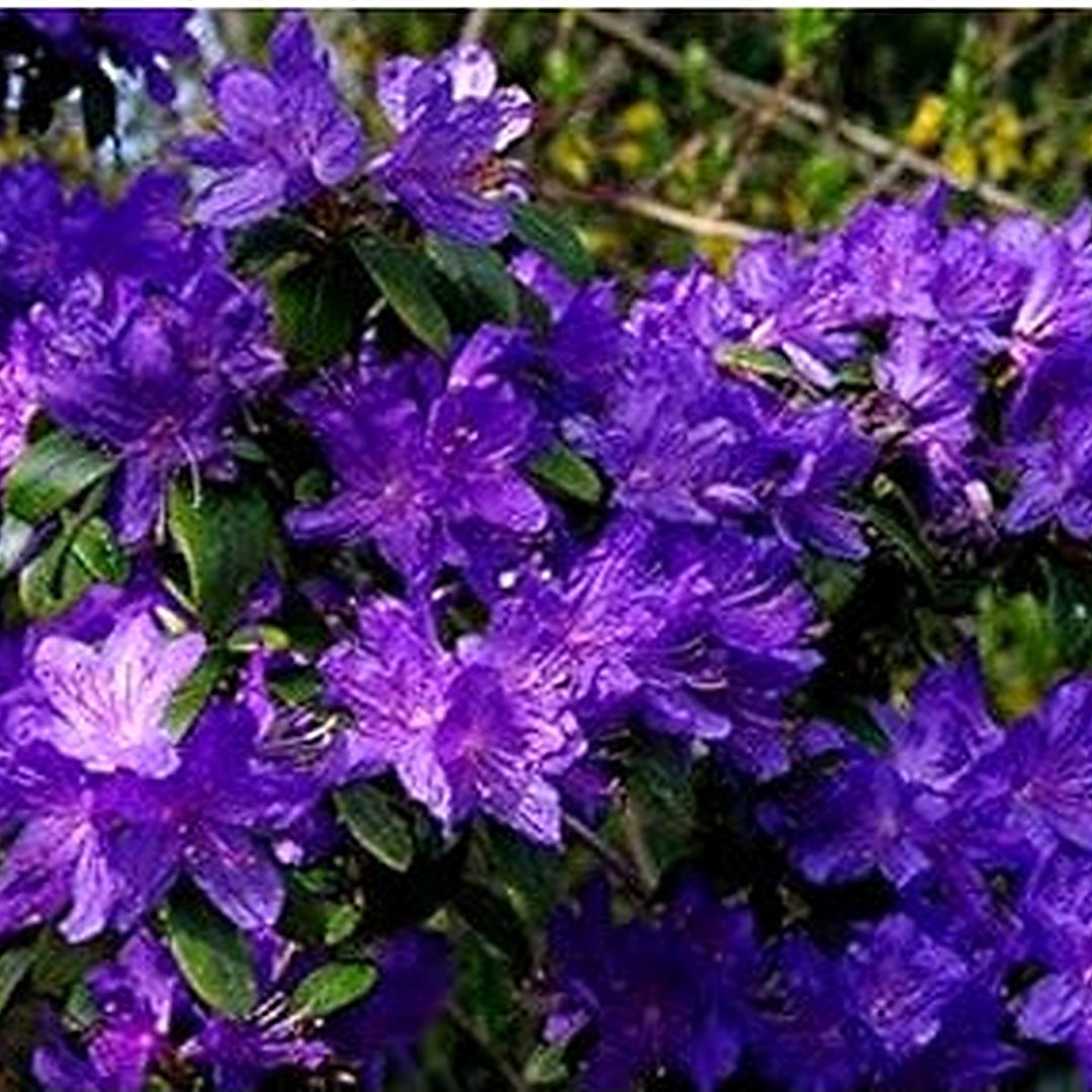 Organic Purple Rhododendron Azalea Flower Seeds for Planting [neera-v5-1f62fc9ab268cdde0799]