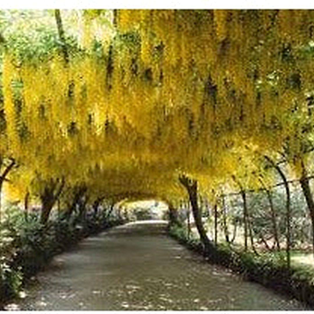 Golden Chain Tree Gemeine Goldregen Planting Flowering Tree Flower Seeds Home Garden [neera-v5-1f828ef3bfa627dfc4f5]
