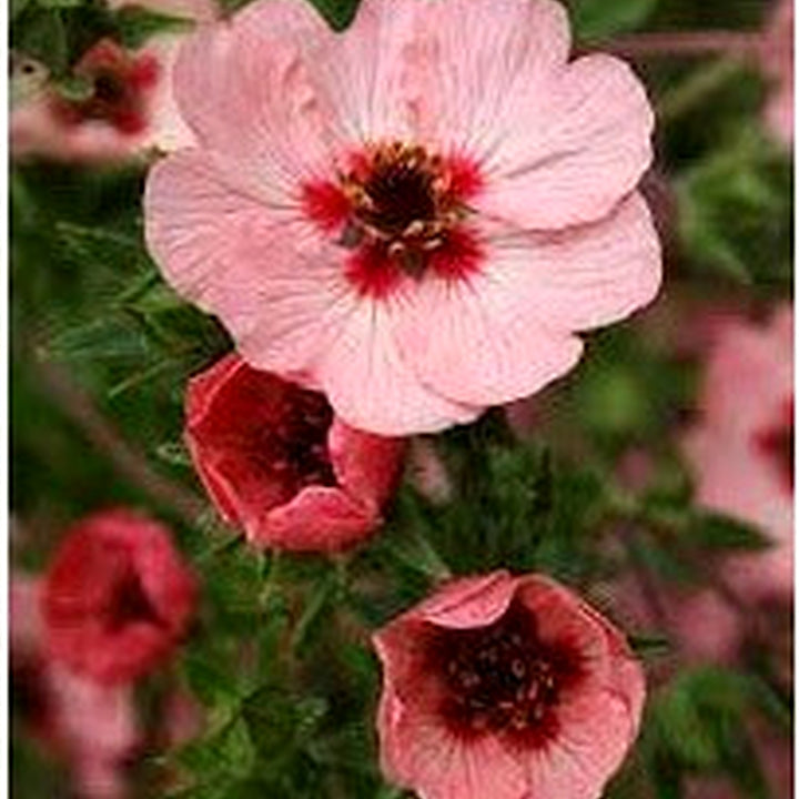 Pink Potentilla Nepalensis Flower Seeds for Planting [neera-v5-1f8d803166ba7b9a0689]