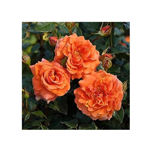 Full Orange Climbing Rose Plant Seeds for Planting Non-GMO Heirloom Garden Seeds for Growing [neera-v5-1f90fe572b506112ee63]