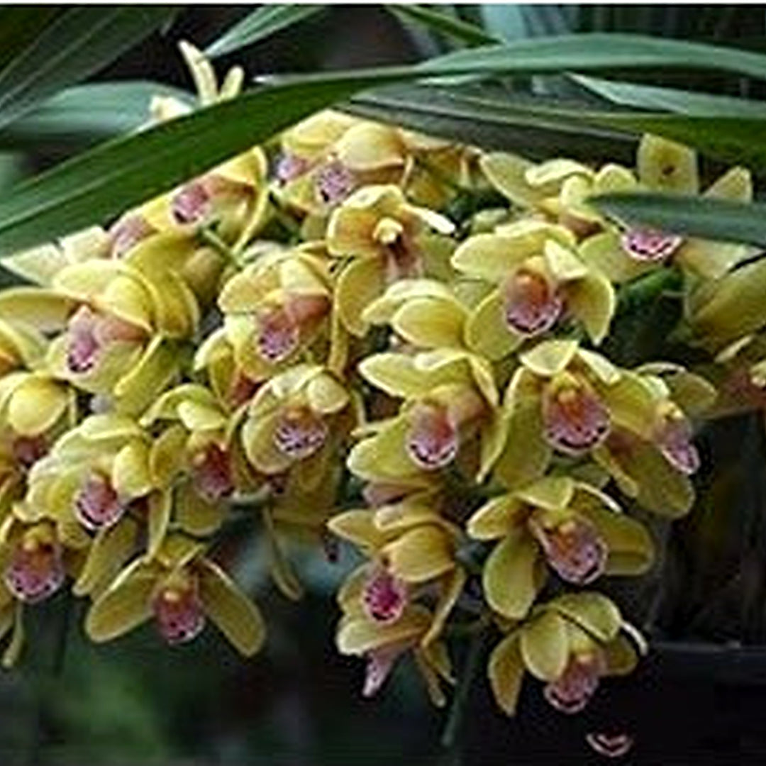 Cream Cymbidium Flower Seeds for Planting [neera-v5-1f985376f92cdcd699e9]