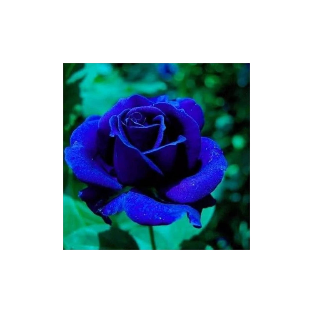 Midnight Supreme Rose Dark Rose Flower Flower Seeds for Home Garden Planting, Landscape Organic [neera-v5-1f9a23a9dd120047b560]