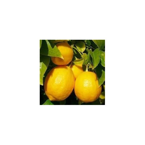 Heirloom Precious Chili Pepper Lemon Seeds for Planting | Non-GMO, High Germination Organic Garden Seeds [neera-v5-1fa5b284a7f2723893ce]