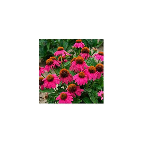 Echinacea PowWow Wild Berry Coneflower Seeds for Planting [neera-v5-1fa7769b80cc722c590f]