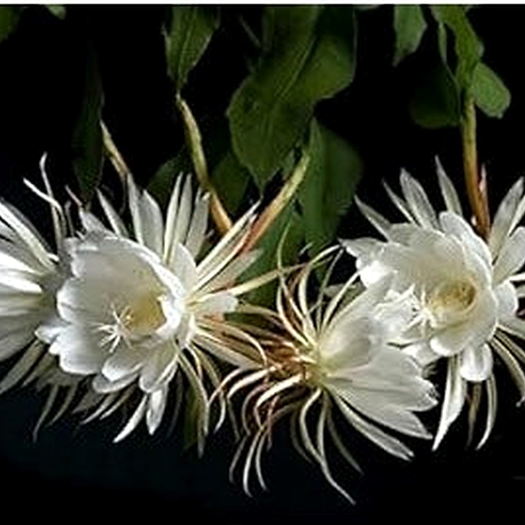 White Heirloom Epiphyllum Oxypetalum Flower Non Gmo Night Blooming Garden Flower Seeds for Home [neera-v5-1fbd9f62781e2b141af0]