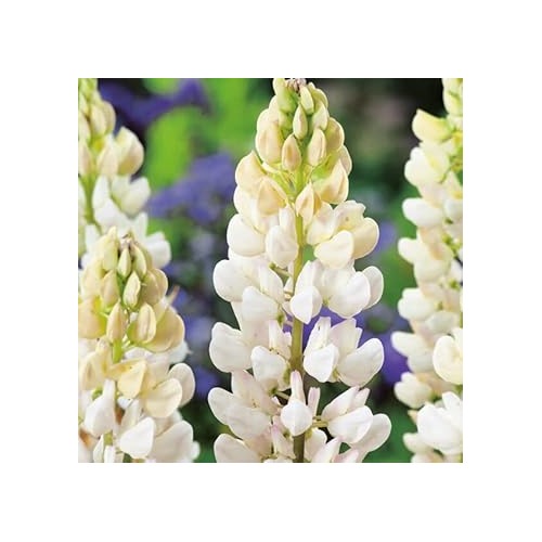 Heirloom Non-GMO White Lupine Flower Seeds for Garden Planting | High Germination Organic Garden Seeds [neera-v5-1fc11052bfd0eb87203e]