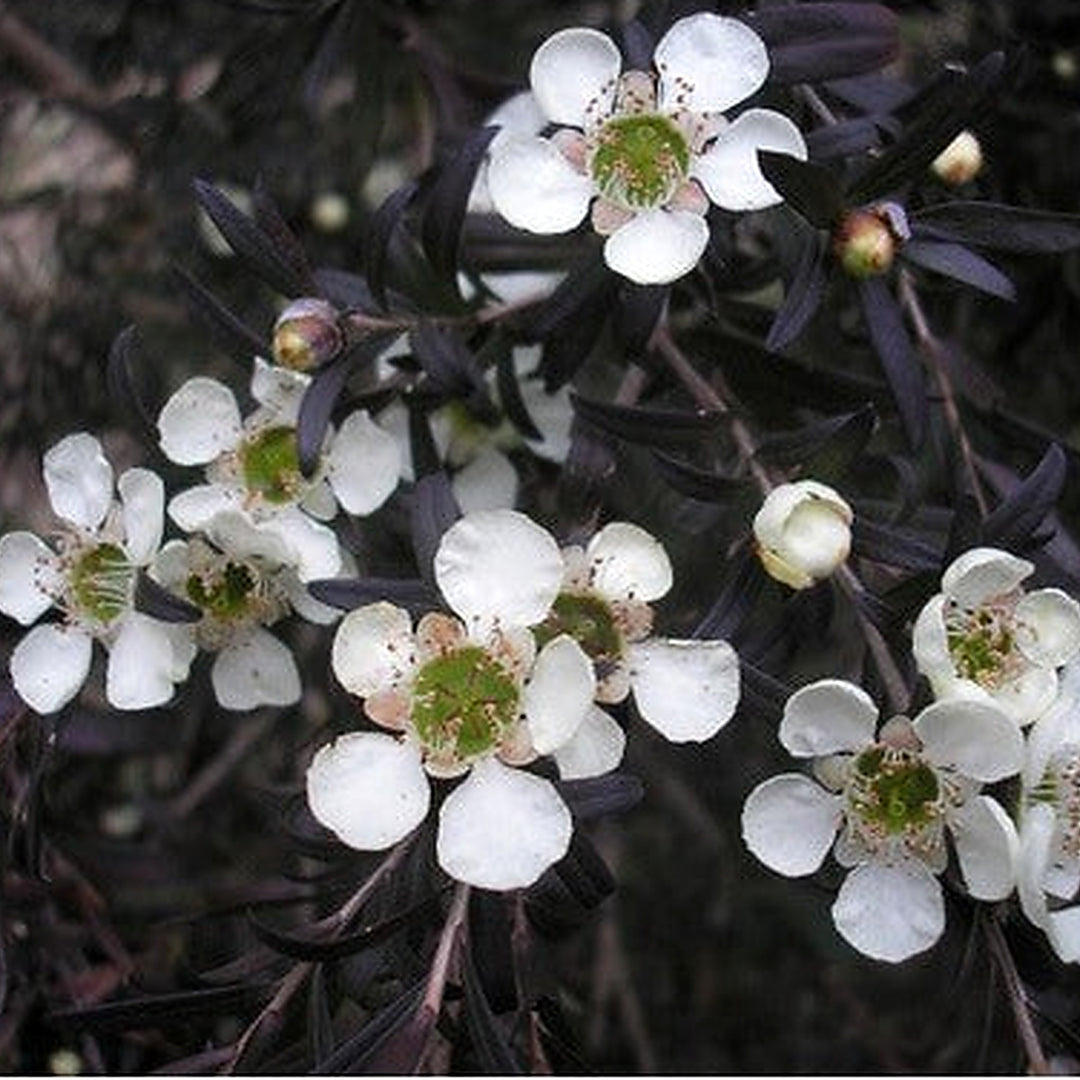 Heirloom Non-GMO Leptospermum Flower Seeds [neera-v5-1fc28357f4ed60ed051e]