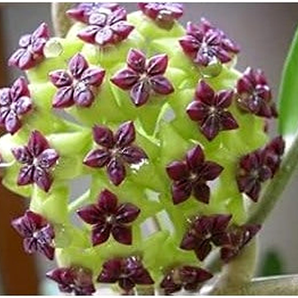 Heirloom Green Maroon Hoya Flower Seeds for Planting [neera-v5-1fd1b8ef62e7456aeb75]