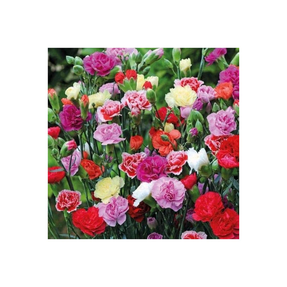Dianthus Caryophyllus Carnation Flower For Planting In Garden Beds And Bouquets Flower Seeds for [neera-v5-1fd8a9e9114ca5959203]