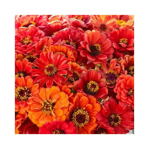 Orange Zinnia Oriole Double Songbirds Butterflies Hummingbirds Non Gmo Heirloom Easy To Grow Annual [neera-v5-1fda8493939c7a40ca9b]