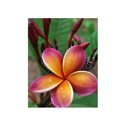 Purple Yellow Frangipani Flower Heirloom Non Gmo Plumeria For Fragrant Gardens Flower Seeds for [neera-v5-1fecd9f2ae603cea49cf]