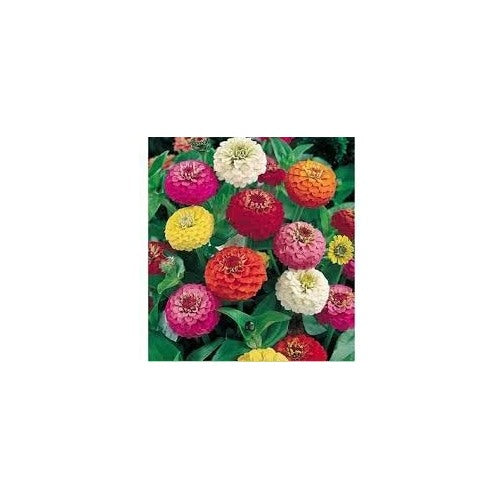 Zinnia Oklahoma Double Bloom Flower For Planting Heirloom Non Gmo Flower Flower Seeds for Home [neera-v5-1feecdab9eb3c2fef747]