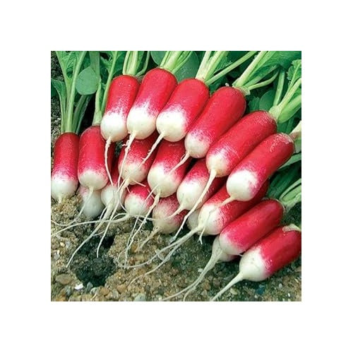 Red White Radish Seeds for Planting [neera-v5-1ff540a5c6b099b9816b]